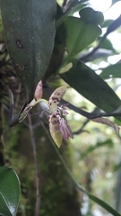 Pleurothallis talpinaria