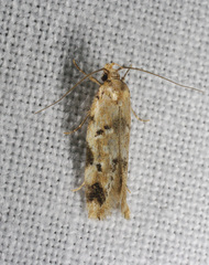 Opsitycha squalidella