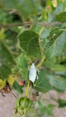 Compsus auricephalus