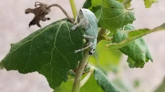 Compsus auricephalus