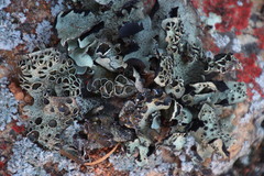 Xanthoparmelia frondosa