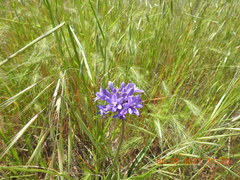 Dichelostemma multiflorum