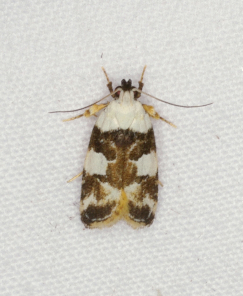 Orthoptila abruptella