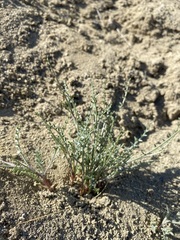Astragalus cusickii sterilis