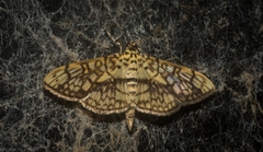 Haritalodes obliqualis