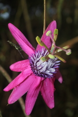 Passiflora rogitamensis