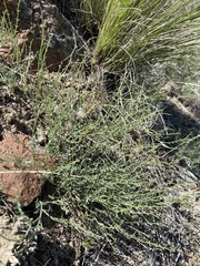 Astragalus cusickii sterilis