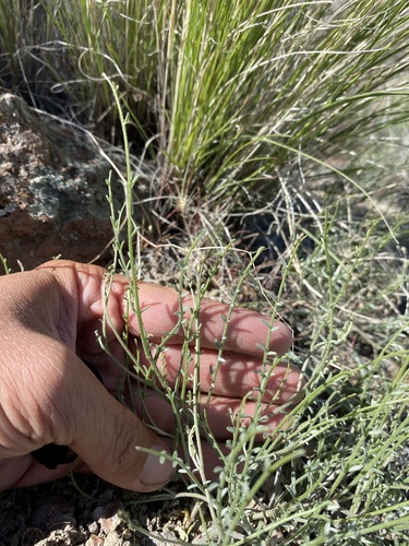 Image of Astragalus sterilis by (c) Matt Berger, some rights reserved (CC BY)