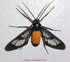 Cosmosoma stibosticta