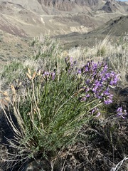 Astragalus conjunctus