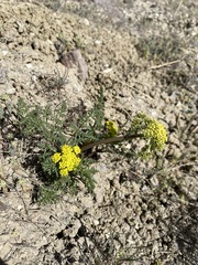 Lomatium cous