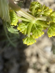 Lomatium cous