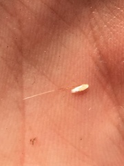 Deschampsia danthonioides