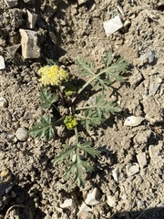 Cymopterus glomeratus greeleyorum