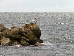 Pelecanus occidentalis