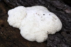 Fuligo septica candida