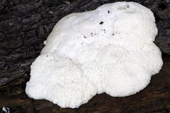 Fuligo septica candida