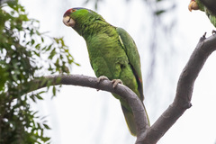 Amazona finschi × viridigenalis