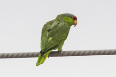 Amazona finschi × viridigenalis