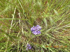 Dichelostemma multiflorum
