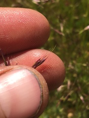 Deschampsia danthonioides