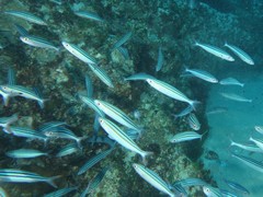 Pterocaesio trilineata