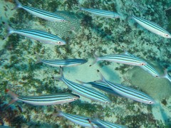 Pterocaesio trilineata