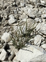 Astragalus cusickii sterilis