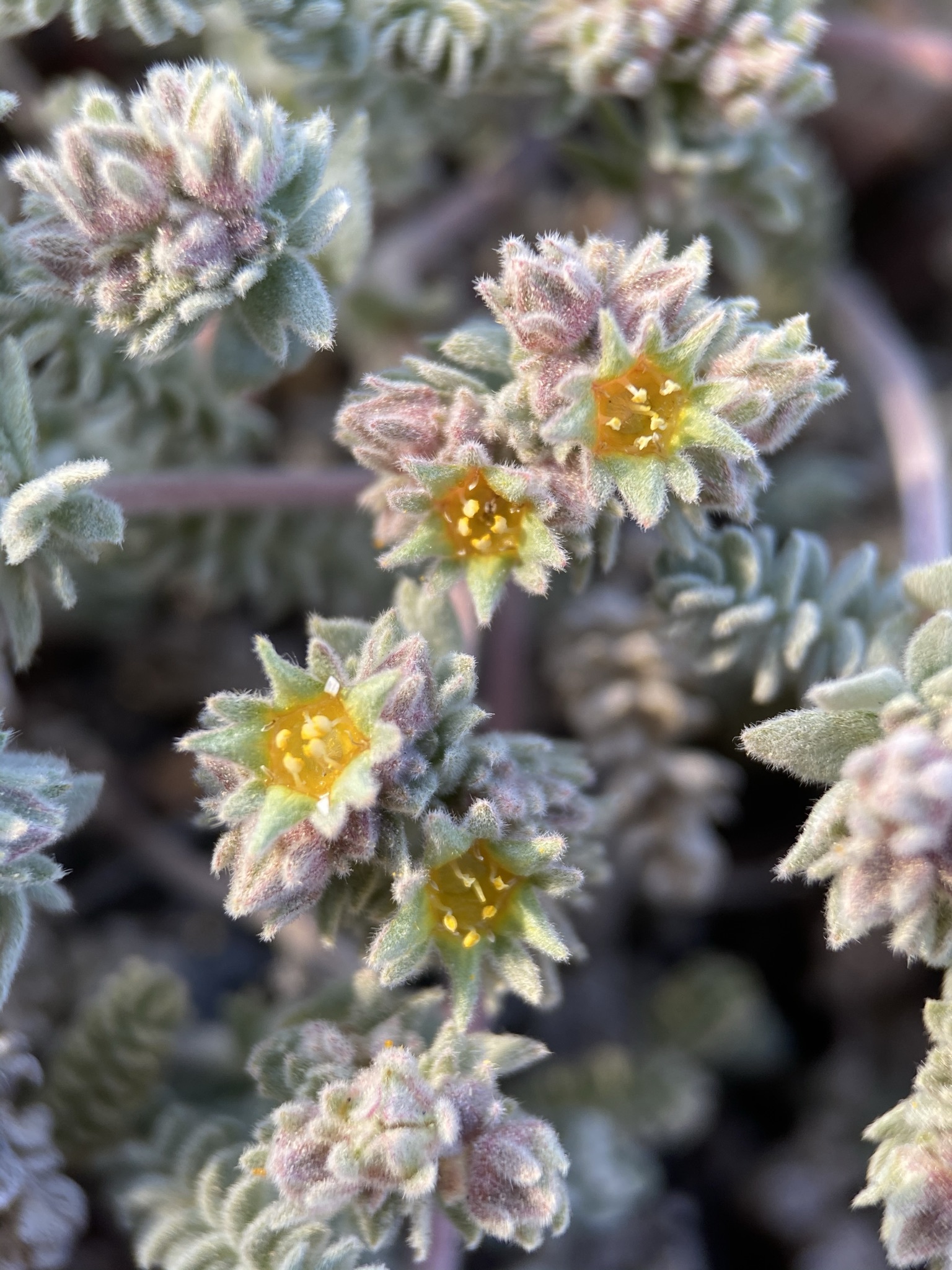 Ivesia rhypara var. rhypara