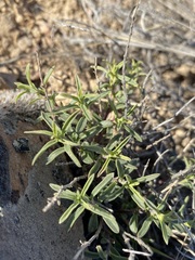 Monardella angustifolia