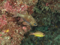 Ostorhinchus norfolcensis