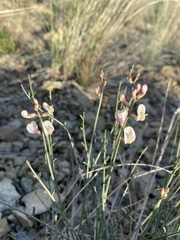 Astragalus cusickii sterilis