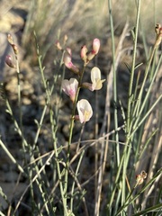 Astragalus cusickii sterilis