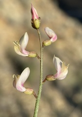 Astragalus cusickii sterilis
