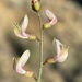 Astragalus cusickii sterilis - Photo (c) Matt Berger, algunos derechos reservados (CC BY), subido por Matt Berger