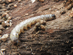 Scolecocampa