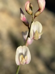 Astragalus cusickii sterilis