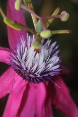 Passiflora rogitamensis
