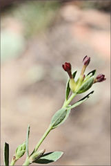 Pimelea curviflora