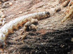 Scolecocampa