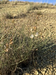 Astragalus cusickii sterilis