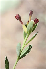 Pimelea curviflora