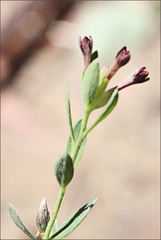Pimelea curviflora