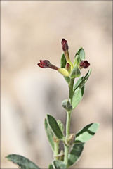 Pimelea curviflora