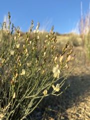 Astragalus cusickii sterilis