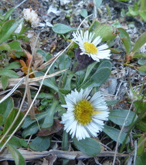 Erigeron humilis