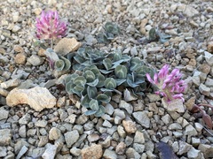 Trifolium owyheense