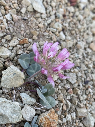 Image of Trifolium owyheense by (c) Matt Berger, some rights reserved (CC BY)