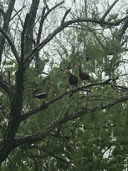 Dendrocygna autumnalis