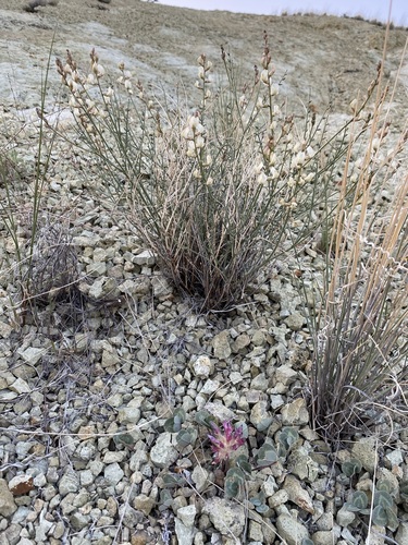 Image of Astragalus sterilis by (c) Matt Berger, some rights reserved (CC BY)